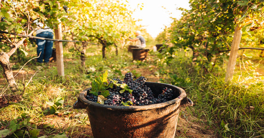 Vini pugliesi: caratteristiche e denominazioni più importanti