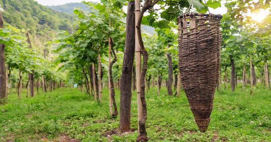 I vini georgiani: storia e caratteristiche