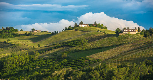 Vini Piemontesi: caratteristiche e vitigni più importanti