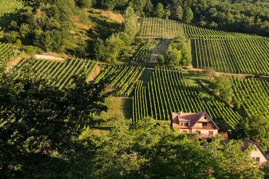 Schieferkopf