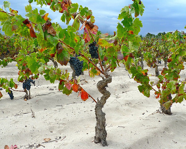 Tenuta La Sabbiosa