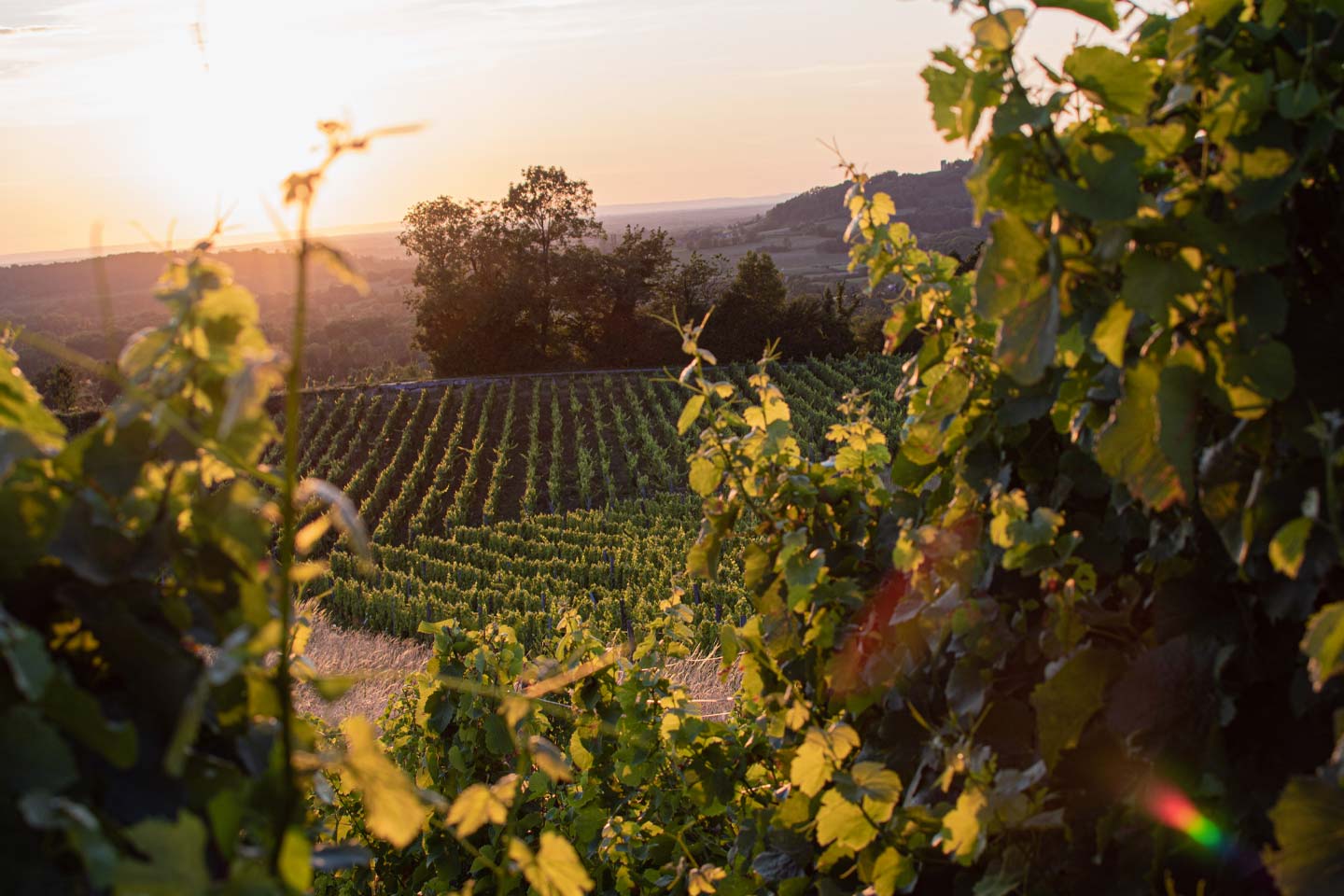 Chardonnay- und Pinot-Nero-Kollektion